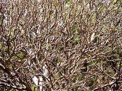 kauai tree branches
