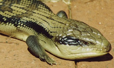 BLUE Tongue Lizard