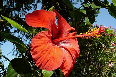 Blue Sky & Flower