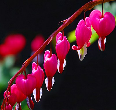 Bleeding Hearts