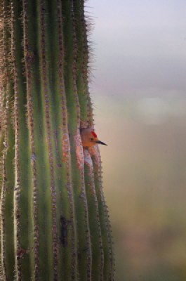 The Sentry