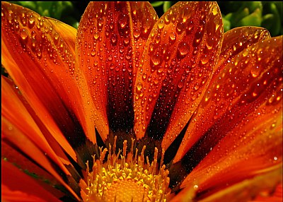 Firey Dew Drops