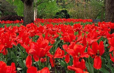 Overblown Red Tulips