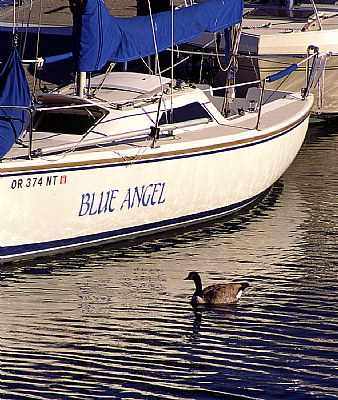 Boat & Goose