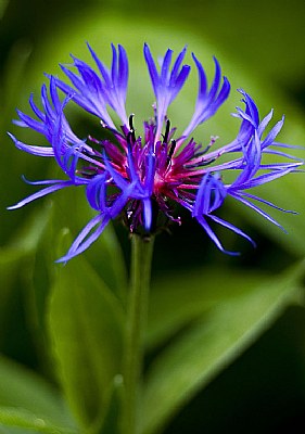 Exotic Blue Flower