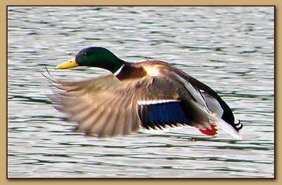 Mallard in flight