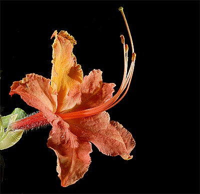 wv honeysuckle