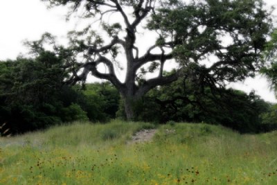 Old Oak Tree II