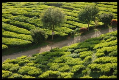 Road & Tea