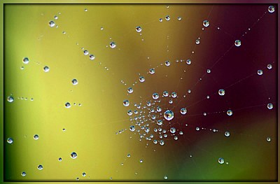 Dew drop spiral 