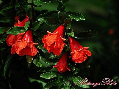 Pomegranate's Flowers