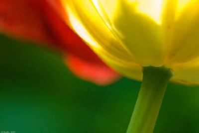 Tulip Illuminated