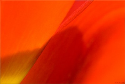 Tulip Detail