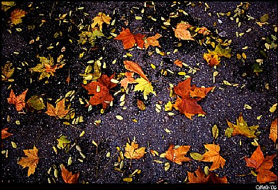 Fallen Leaves