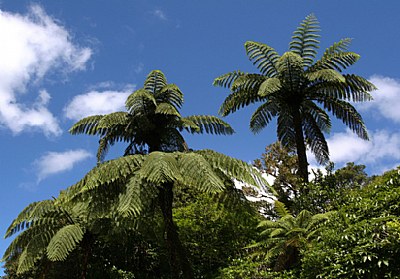 Big ferns