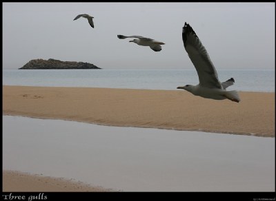 Three Gulls