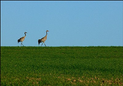 Landscape with cranes...