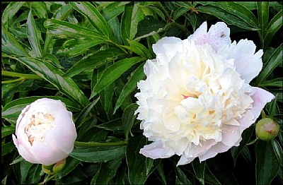 White peony