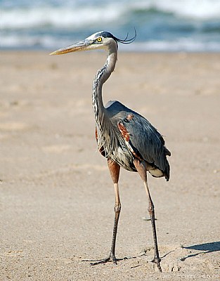 heron-2