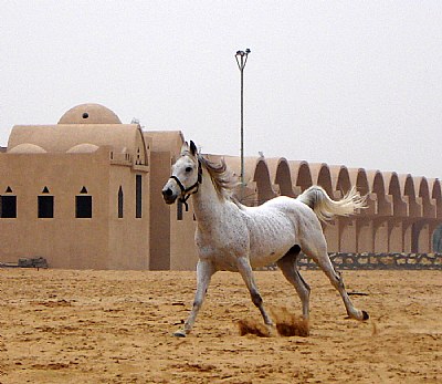 Arabic Horse