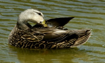 Duck At Ease