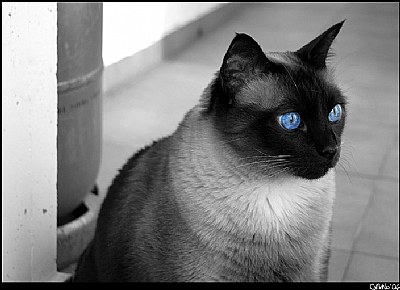 Blue Eyes