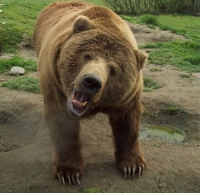 Grizzly Greetings