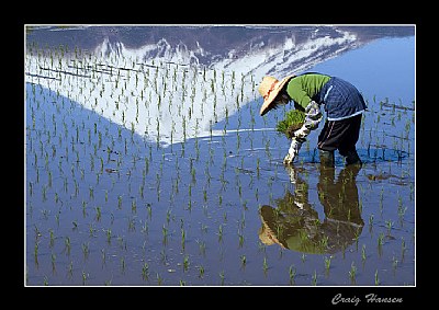 Woman Planting Rice