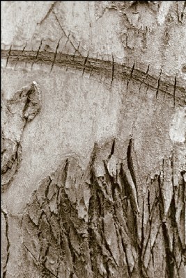 Tree drawings