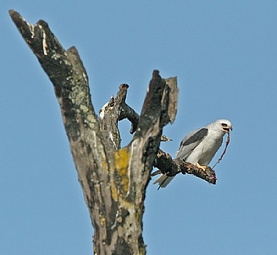 White- tailed Kite eating a vole