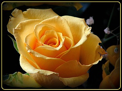 Golden Glow