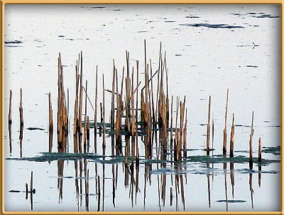 The Reeds