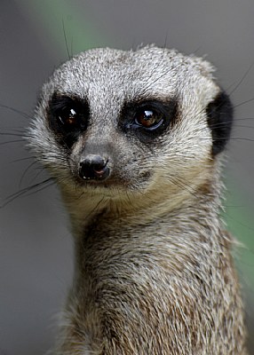 Meercat
