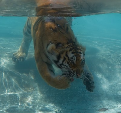 Tiger Underwater