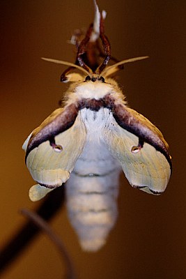 Emerging Luna Moth #1