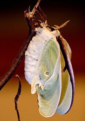 Emerging Luna Moth #2