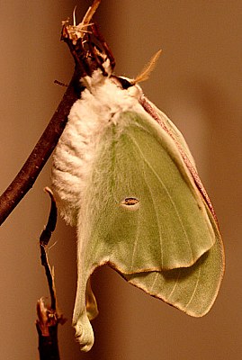 Emerging Luna Moth #3