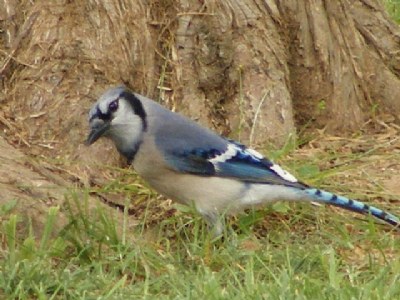 Blue Jay