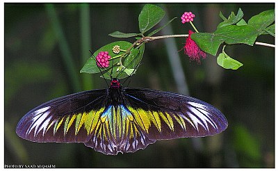 Beautiful butterfly