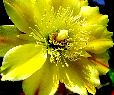 cactus flowers