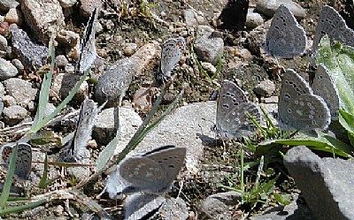 Common Blue