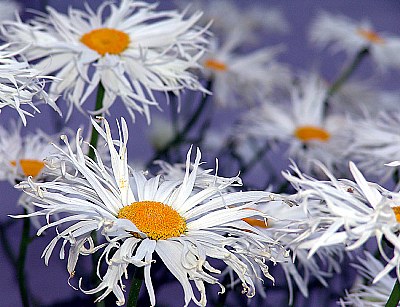 flowers at disney concert hall