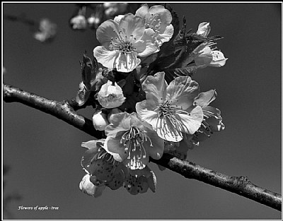 Flowers of apple-tree