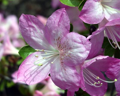 Pretty in pink