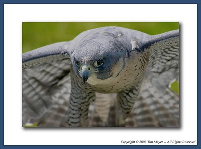 Juneau -- Tundra Peregrine Falcon