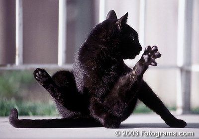 Yoga Cat