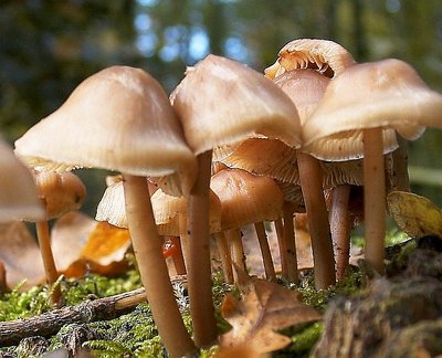 An forest of mushrooms