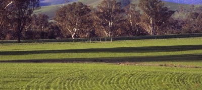 Long Shadows