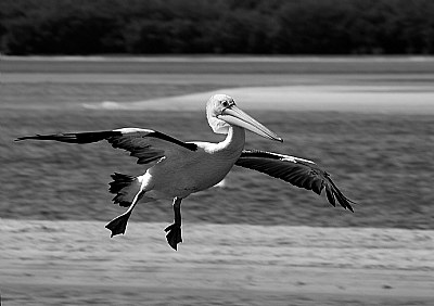 Landing Gear Down