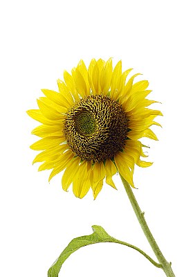 Sunflower in highkey 